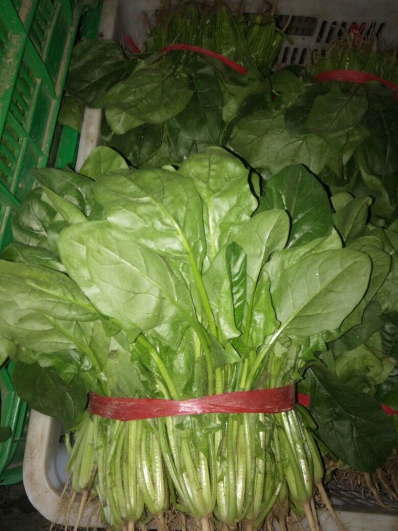 越冬菠菜25~30厘米