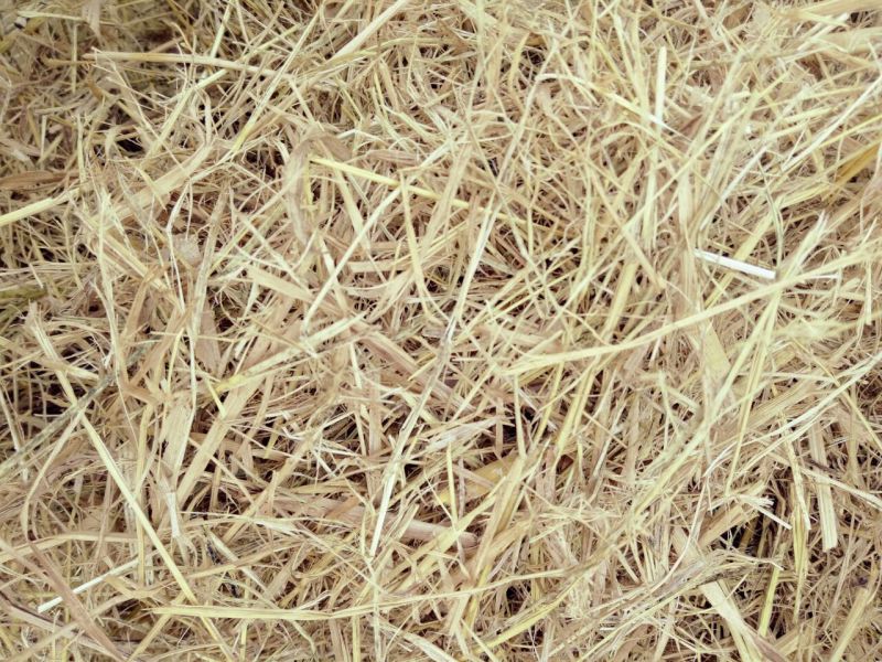 稻草60公分以下