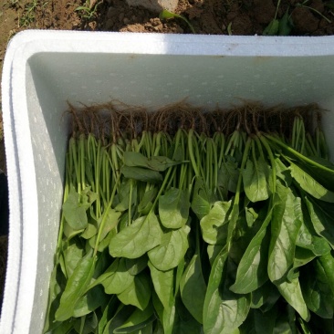 大叶菠菜25~30厘米
