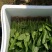 菠菜25~30厘米