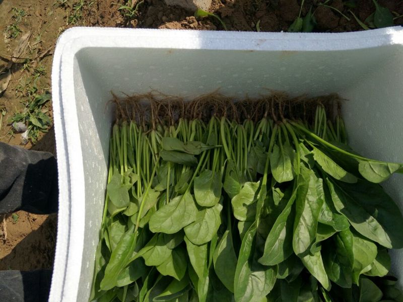 菠菜25~30厘米