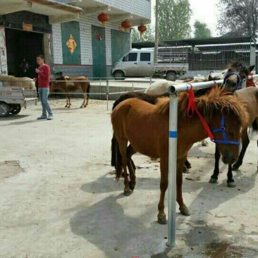 矮马