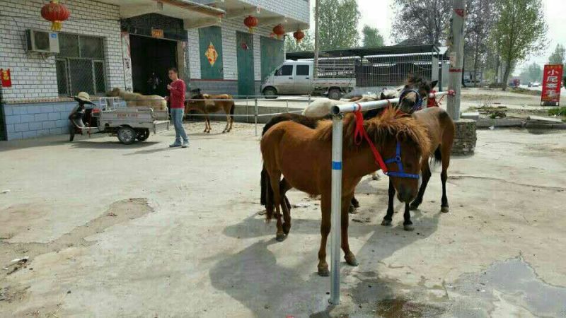矮马