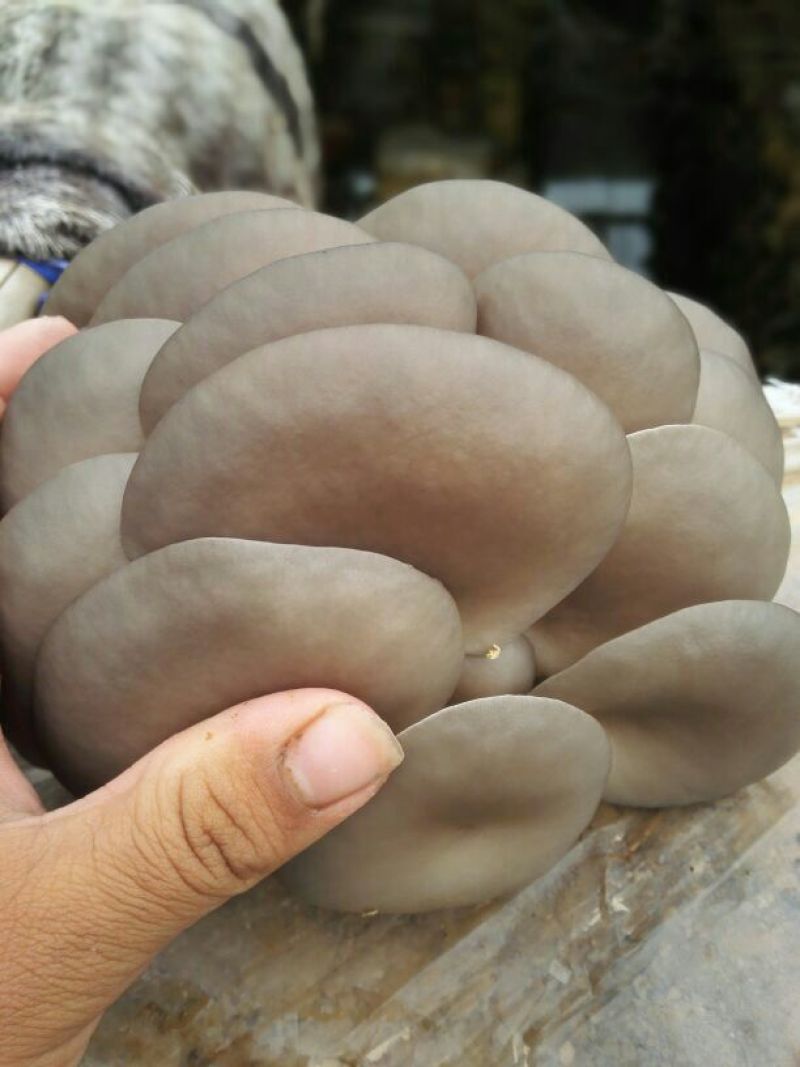 平菇熟料菌棒产量高量大从优物美价廉
