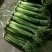 金乡红毛蒜薹40~50厘米
