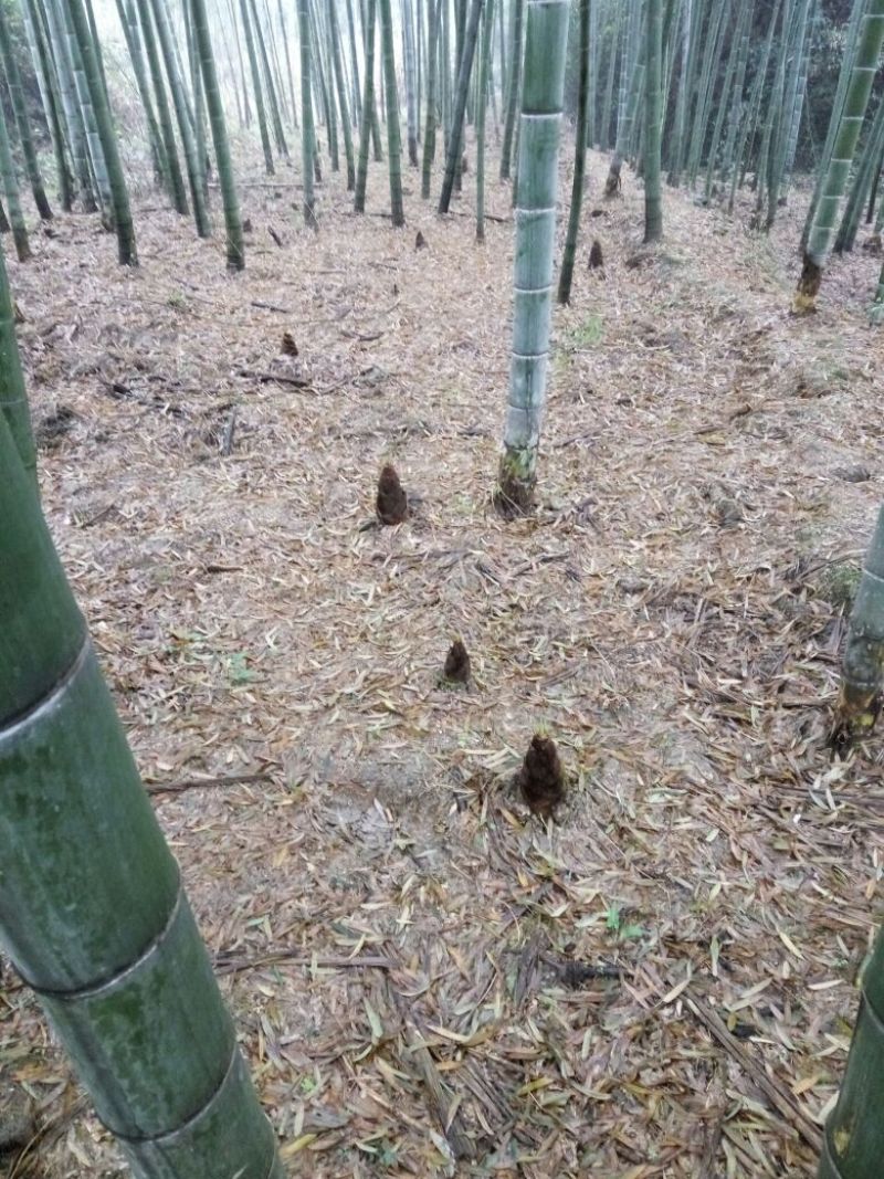 干竹笋