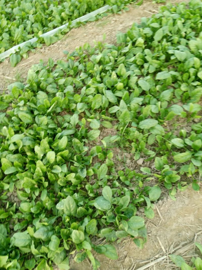 大叶菠菜15~20厘米