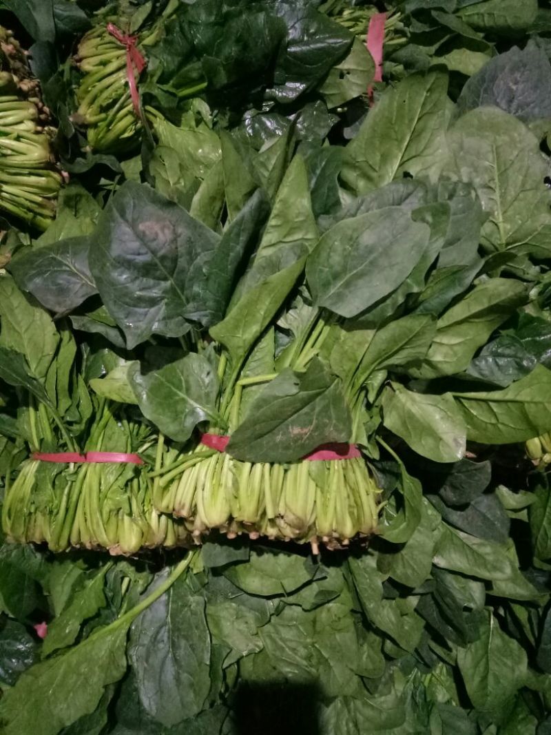 大叶菠菜20~25厘米