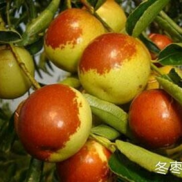 天津脆甜优质大冬枣上市了