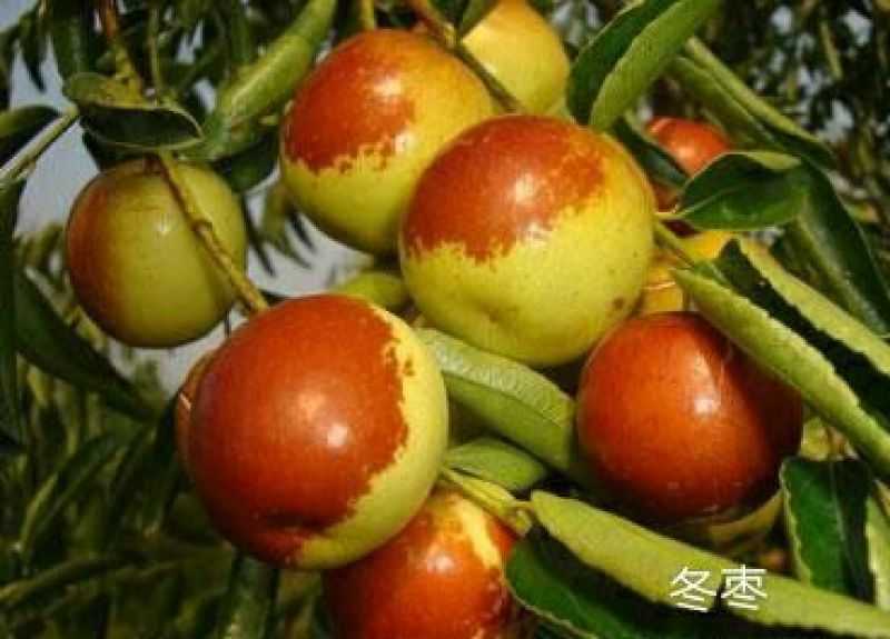 天津脆甜优质大冬枣上市了