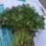 大叶香菜20~25厘米以上