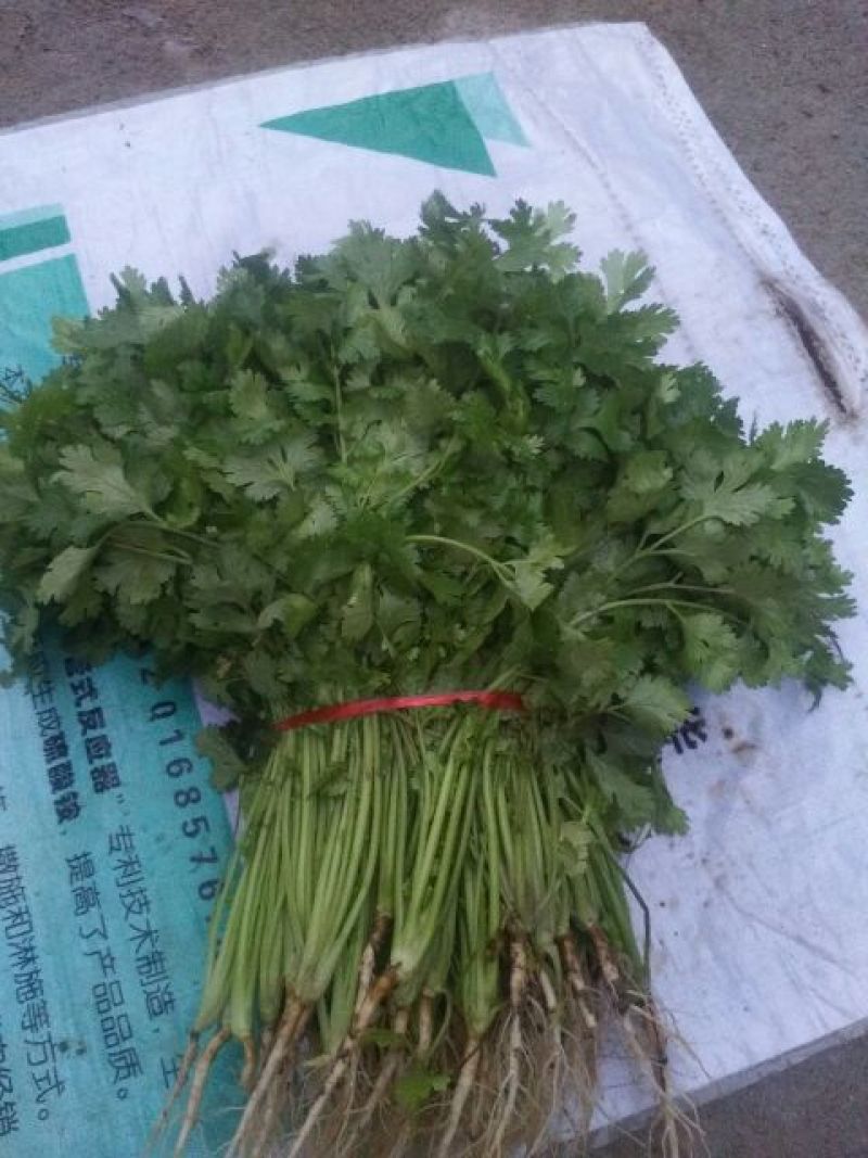 大叶香菜20~25厘米以上