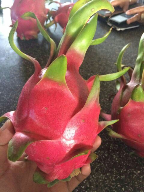 红皮红肉火龙果云南昆明官渡区_批发_供应-一