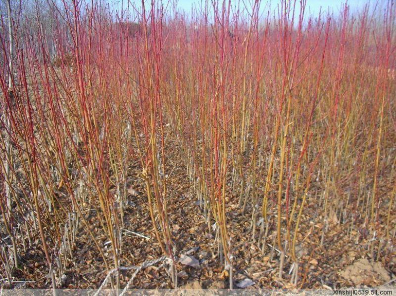 桃树桃树品种桃树砀山县桃树占地桃树