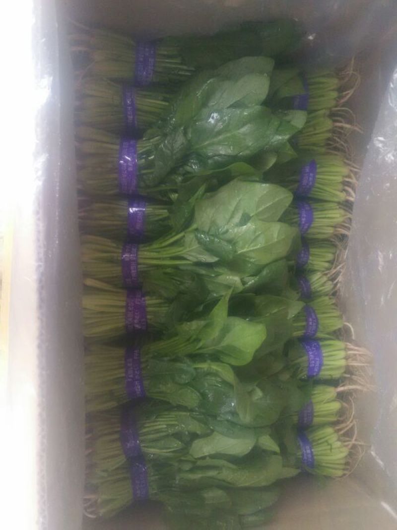 小叶菠菜