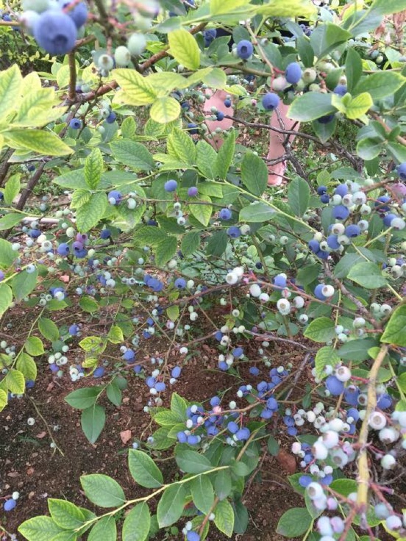 蓝莓