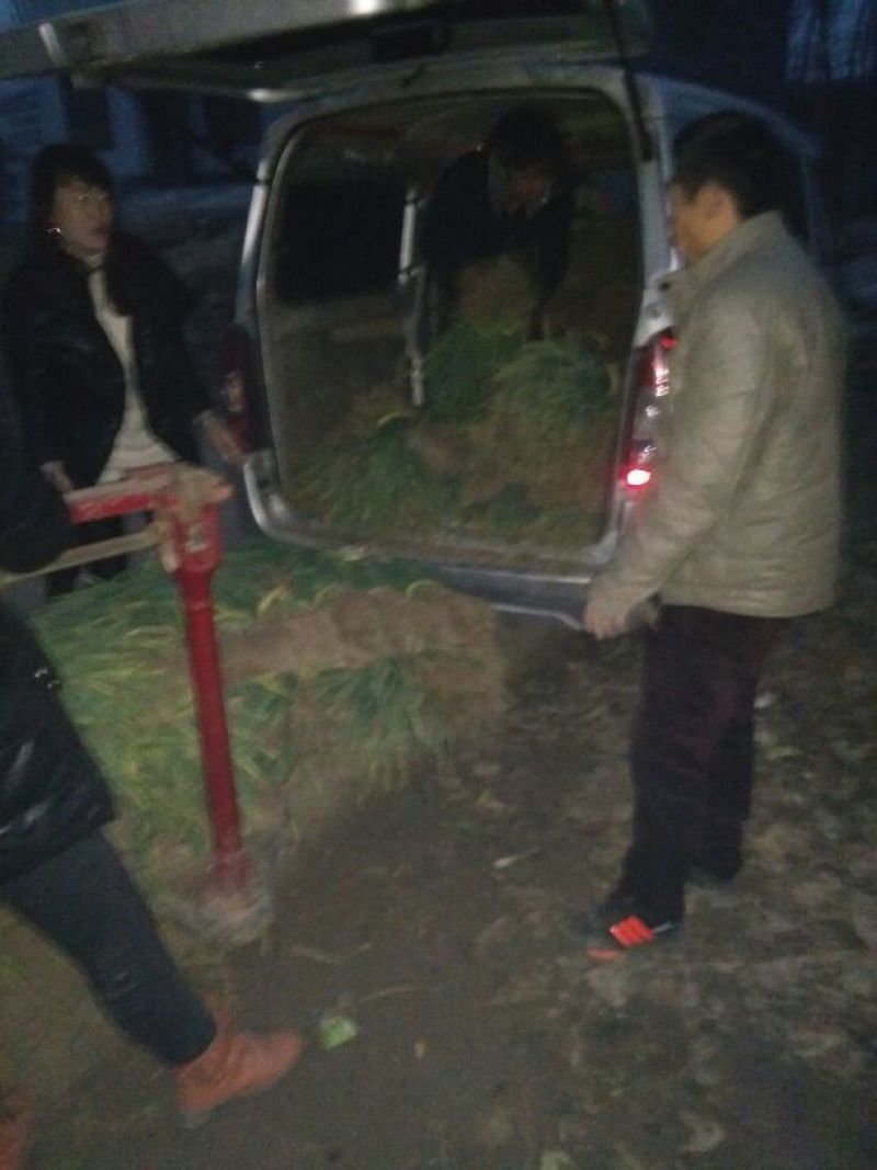 红根蒜苗50~60cm