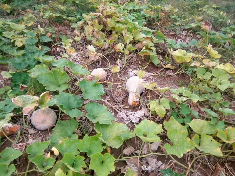 蜜本南瓜4~5斤以上长条形