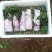 名门菠菜