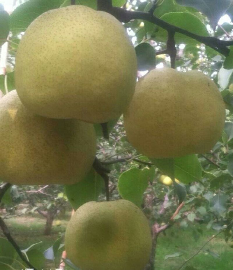 酥梨450~500g纸箱