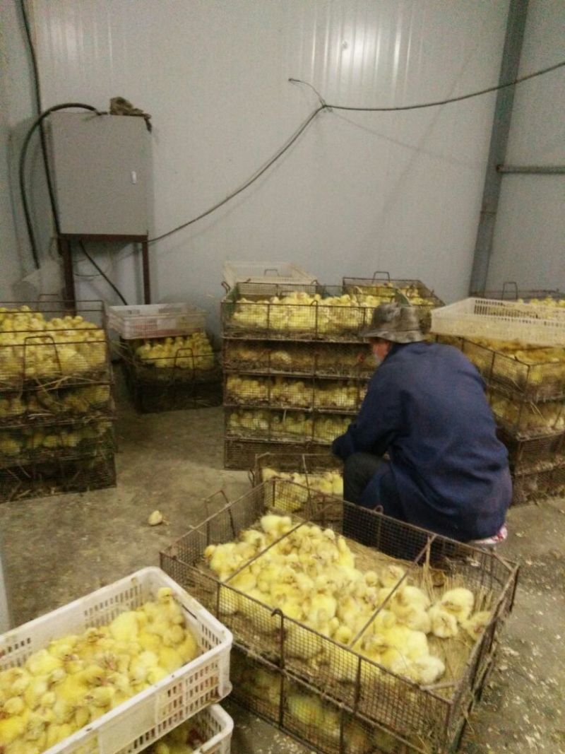 皖西白鹅苗250g以下