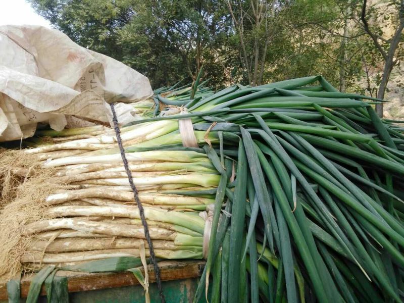 长白大葱葱白50公分，毛葱3cm左右