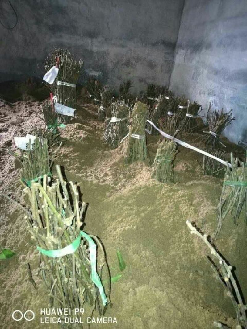 楚红猕猴桃苗嫁接苗0.8~1cm40~50cm