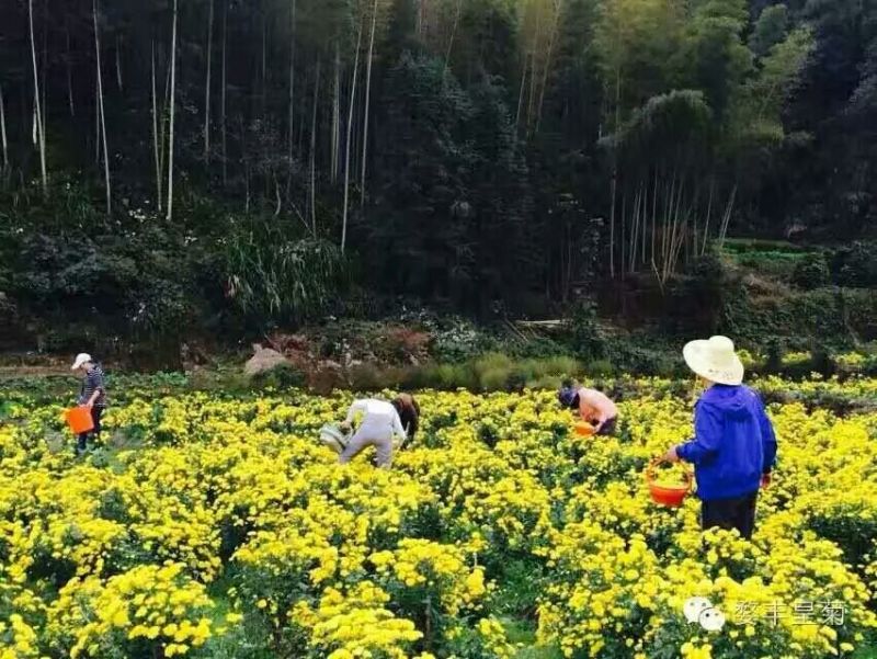 皇菊茶四级