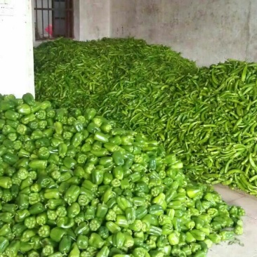 圆椒