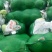 湖北嘉鱼潘家湾刘国林白菜，黄心白菜产地直销，诚信经营