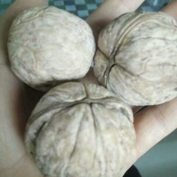 纸皮核桃去皮干