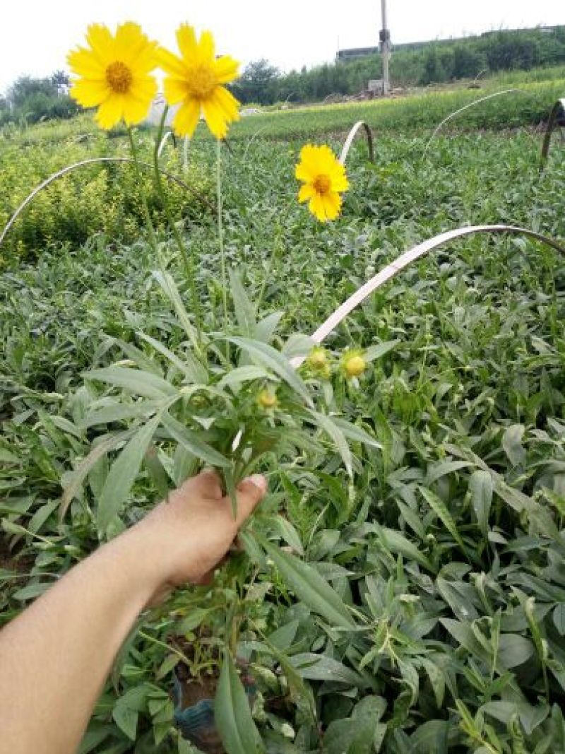 荷兰菊