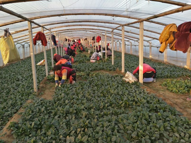 大叶菠菜20~25厘米