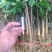 基地批发零售纯正大红袍花椒苗，价格优惠