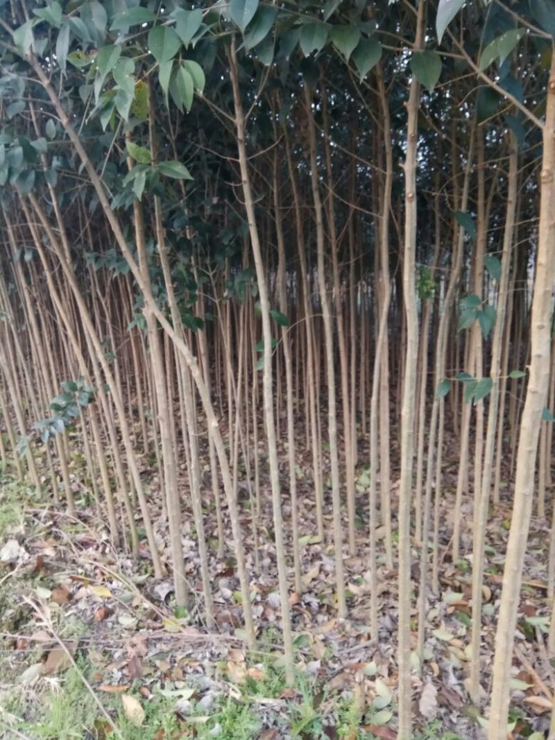 大叶女贞4cm以下