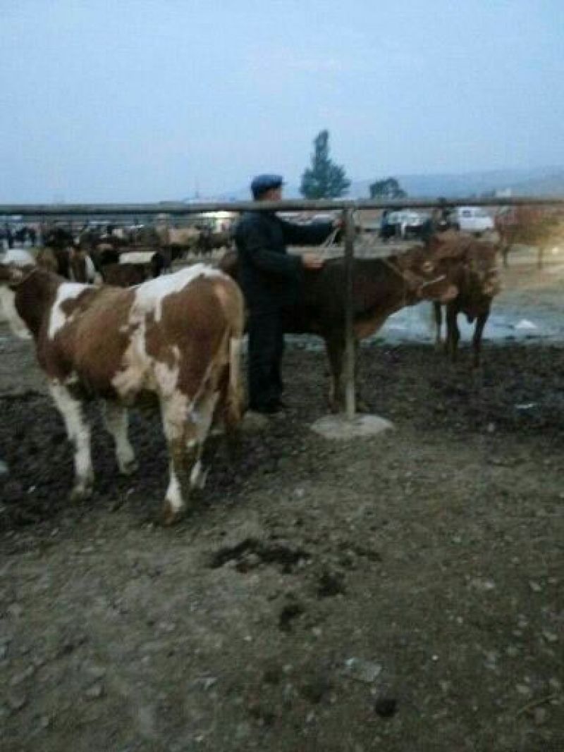 肉牛800~1000斤
