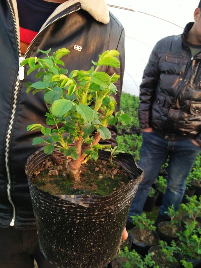 玫瑰花玫瑰花苗带花苞花卉观花绿植物室内阳台盆栽大花月季