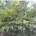 大红袍板栗苗30~50cm