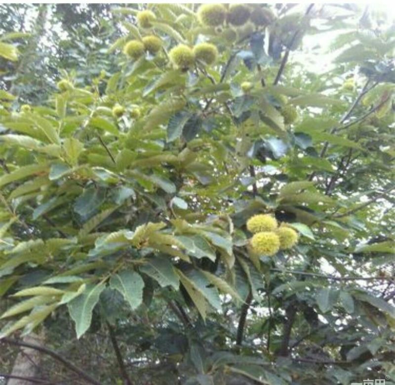 大红袍板栗苗30~50cm