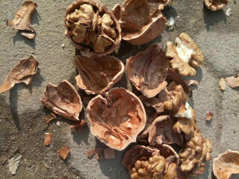 绵核桃30mm以上去皮干