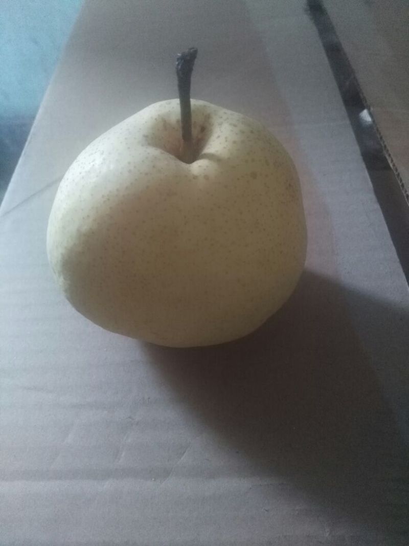 酥梨250~300g纸箱