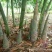 竹笋麻竹笋
