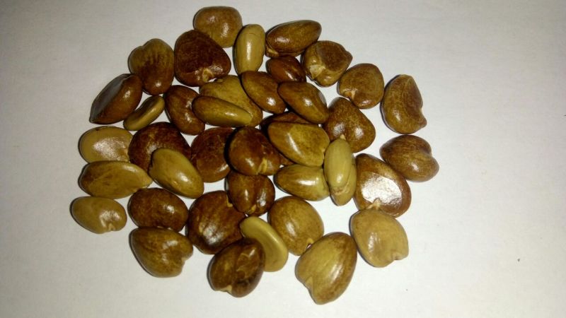 布福娜300~600g