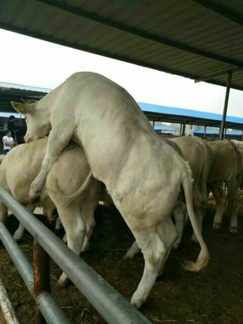 夏洛莱牛犊100~200kg