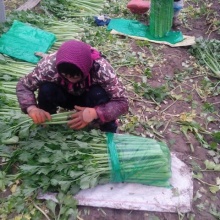 山东德州市禹城市魏弘的农产品批发\/采购-一亩