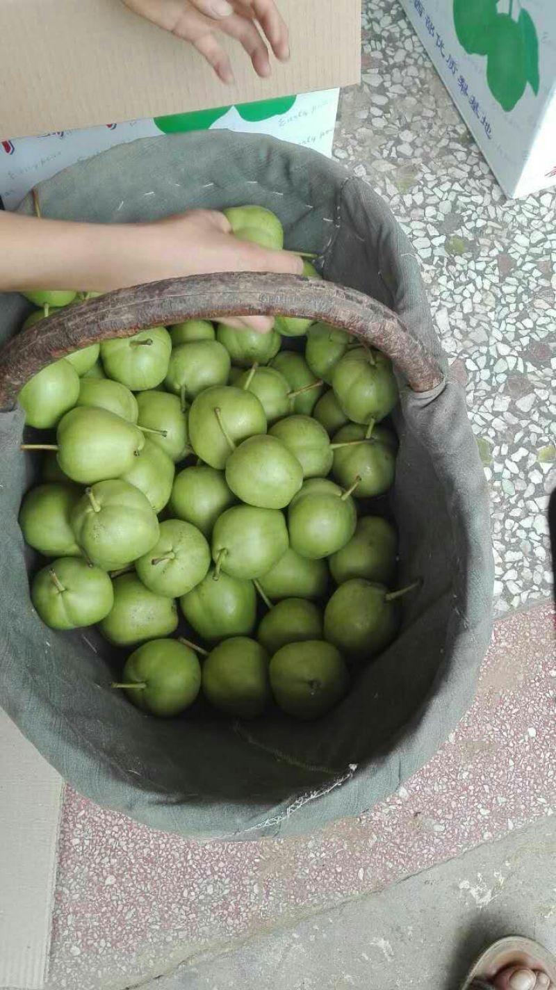 早酥梨150~200g纸箱