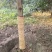 乐昌含笑10~12cm4m以上