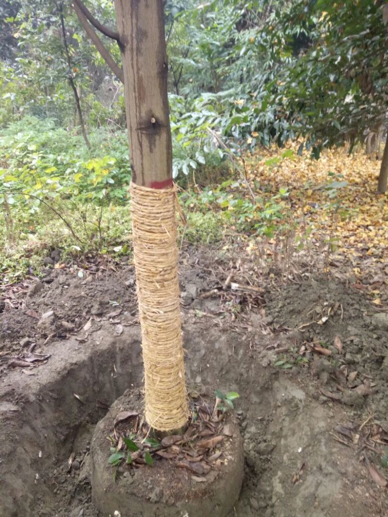 乐昌含笑10~12cm4m以上