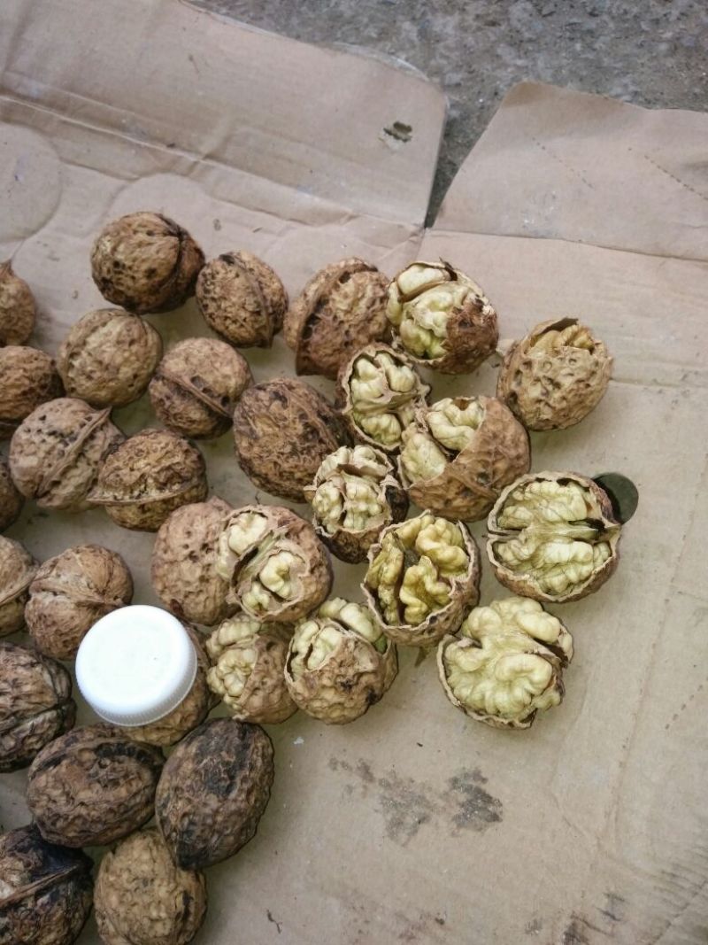 大泡核桃去皮干