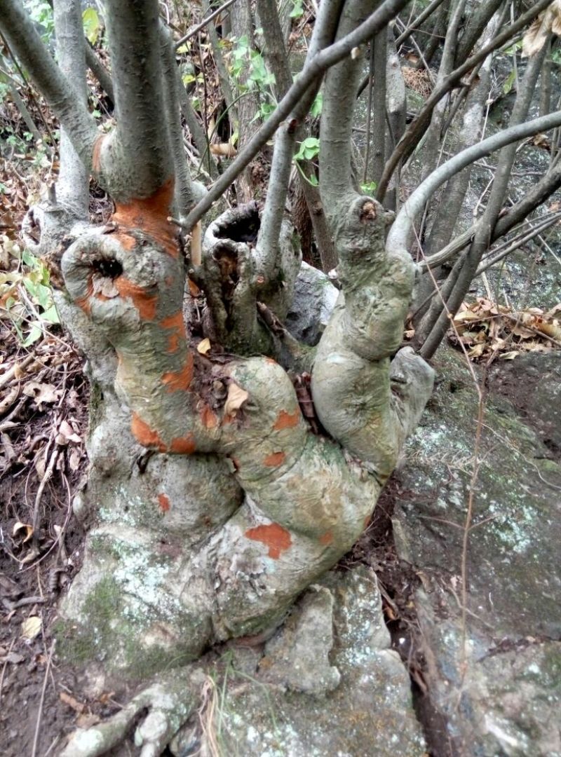 小叶榆树18~20cm4~6cm0.5~1m